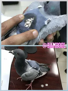 ‏قاچاقچیان یک کبوتر را همراه با کوله‌باری ازمواد مخدر از 