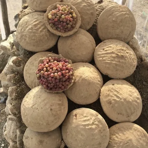کنگینه در شمال افغانستان انگور رو تو گِل میذارن برای وقتی