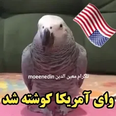 وای آمریکا کوشته شد😂😂