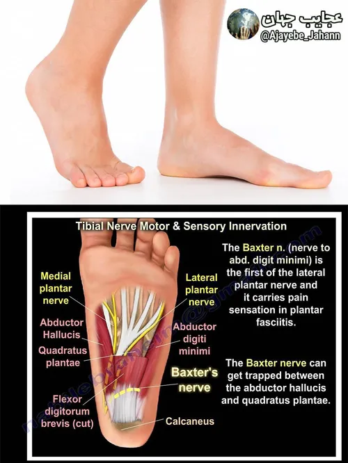 در پاها حدود8000عصب وجود دارد،از دلایل تغییرات ناگهانی دم