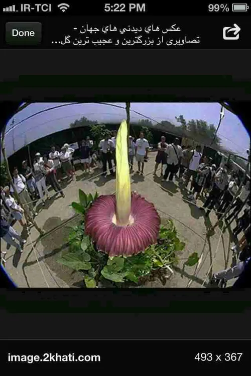 بزرگ ترین گل جهان
