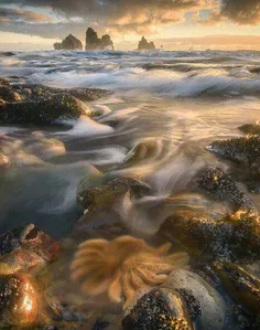 🔺 نمایی رویایی از ساحل زیبای Motukiekie در کشور نیوزلند/ 