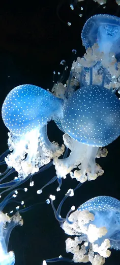 #Jellyfish