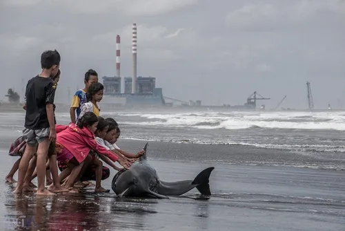 تلاش کودکانه برای نجات جان دلفین زخمی