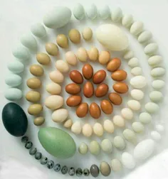 اینها سنگهای قیمتی نیستند؛ بلکه رنگین کمان زیبایی از #تخم
