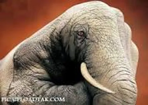 دست فیلی