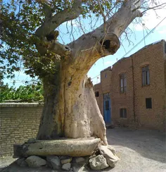 روستای فِریز ، روستایی است در دهستان براکوه از توابع بخش 