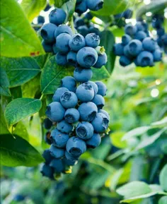 ‌ 🍇  #بلوبری