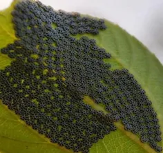 تخم های جالب یک پروانه روی برگ