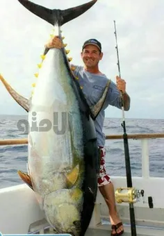 بزرگترین ماهی تن شکار شده در کشور آمریکا