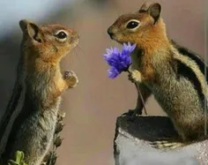 سنجاب ها تنها حیواناتی هستند که برای محبت به هم گل میدهند
