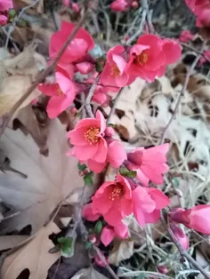 گلهای درخت به ژاپنی