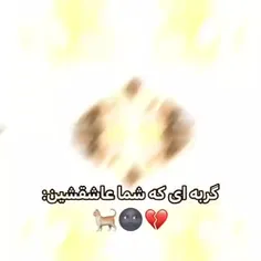 وای شوگولی 😭❤️❤️