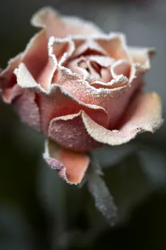 #Frozen Flower