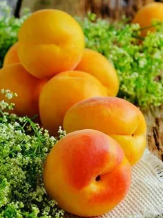#خوراکی #میوه‌ها #زردآلو #تصویر_پس_زمینه  ،
