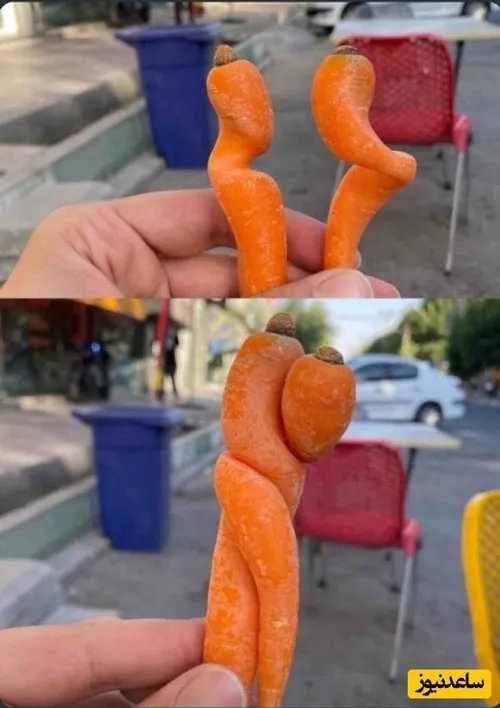 تصویری از عاشقانه های جالب دو هویج به هم چسبیده/ سبزیجات 