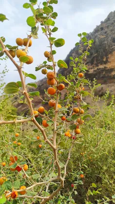 آرامش پس از باران 