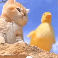 ببین چقدر کیوت بدو بیا تو پیجم اینجا خانه ی گربه هاست💛🐤