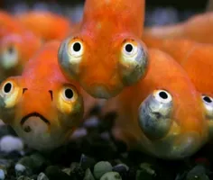 ماهی چشم تلسکوپی ، گونه ای از ماهی های قرمز است که چشمان 