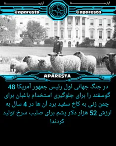 48 گوسفند