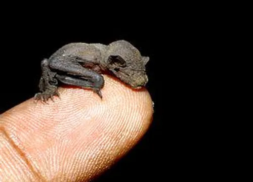 نژاد خاصی از خفاش ها به نام هومل، کوچک ترین پستاندار روی 