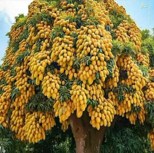 ✔️درخت انبه