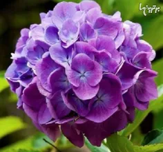 هورتنسیا نوعی گیاه گلدار از خانواده هورتنس است که ۷۰ - ۸۰