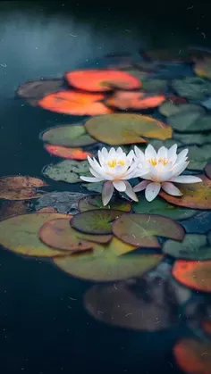 زندگی را با کسانی احاطه کنید