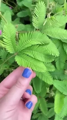 گیاه فروتن (Shameplant) گیاه شرمسار یا قهرو، یک گیاه گلدا