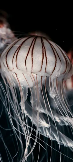 #Jellyfish