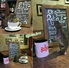 #کافه‌نشینی همراه با موش‌/کافه‌ای در آمریکا در دو روز تاب