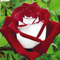 یکی از زیباترین گل‌های جهان رز مخملی است