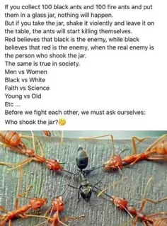 اگر ۱۰۰ مورچه سیاه و ۱۰۰ مورچه قرمز را در یک شیشه بریزید،