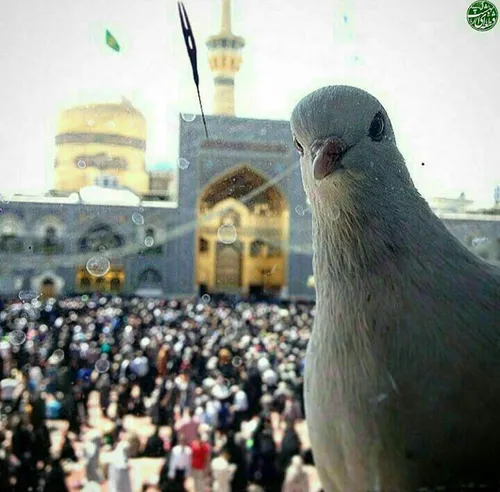 اینم سلفی کفتر حرم امام رضا😍 الهی حاجت همه روا🙏 🏻