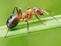 مورچه‌ها میتونن سایز مغزشون رو تغییر بدن !