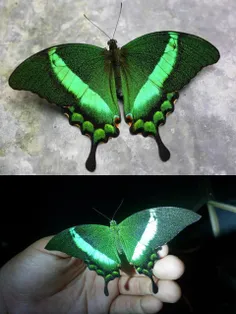 پروانه زمردی (Emerald Swallowtail)