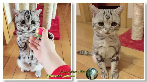 غمگین ترین و درعین حال بامزه ترین گربه جهان Luhu است.