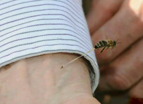 تصویری زیبا از لحظه نیش زدن یک زنبور عسل 🐝 👌
