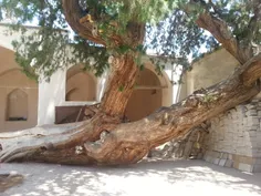 کهن ترین درخت در طرق نگین شهر نطنز