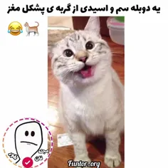 این داستان گربه پشکل مغز 😂🐈