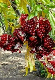 کی انار دوس داره؟! من که غم نداشته باشم ،شادی داشته باشم 