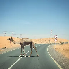 A camel crosses a road by a camel crossing sign in Ras Al