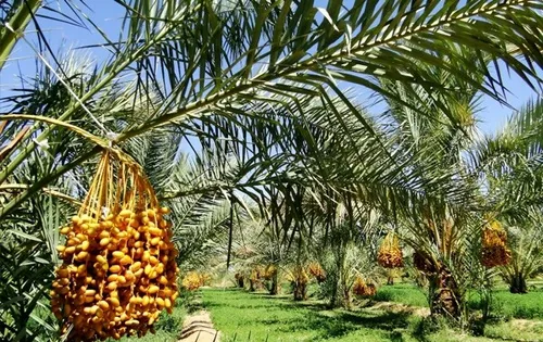 ورژن تابستانه ی باز باران ...