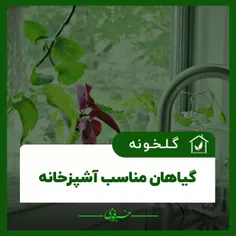 کدام گیاهان برای آشپزخانه مناسب هستند؟