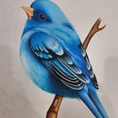 نقاشی گنجیشک آبی روی شاخه ی درخت 