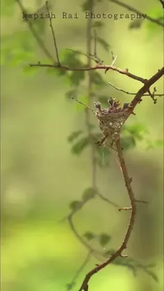 صحنه دیدنی از غذا دادن پرنده زیبای مادر به جوجه هایش😍