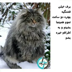 #منطق #گربه #catlogic#cat#petfarsifacts