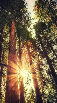 عکس خیلی زیبا از درختان جنگل با کیفیت 4k