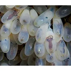 تصویر جالبی از بچه های اختاپوس درون تخم