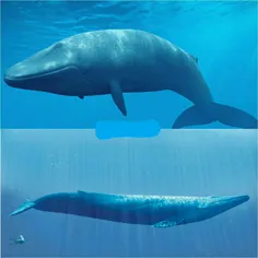 برای تصور بزرگی نهنگ آبی، همین بس که حدود 70 نفر انسان می